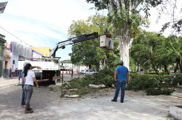 Diretoria do Meio Ambiente realiza poda sanitária de árvores em Bofete