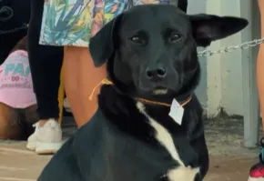 Grande Ação de Castração Animal em Bofete 